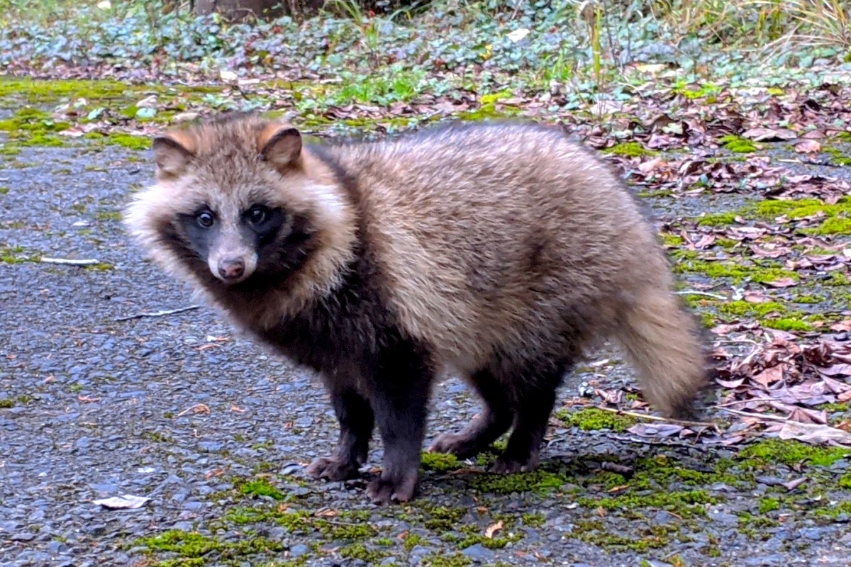 Tanuki et marmotte